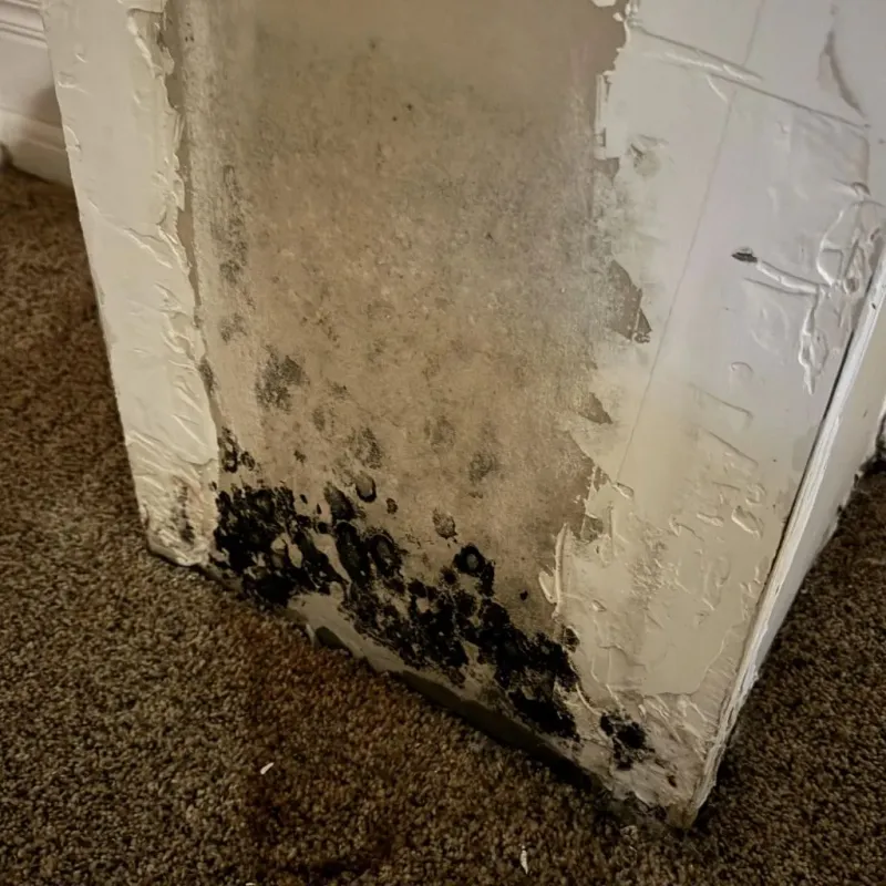 Professional Mold Removal in Westland, MI